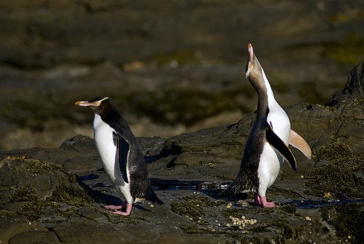 Pinguini dagli occhi gialli